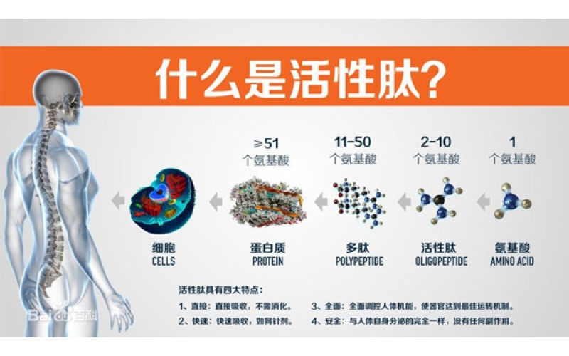 肽，對身體的十大益處
